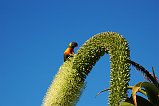 Rainbow Lorikeet 100